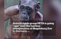 Ces chimpanzés ont perdu leurs poils pour une sinistre raison