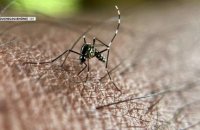 Moustique tigre : comment se protéger de la dengue ?