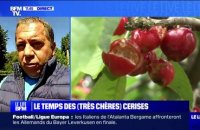 "On a perdu à peu près 50% du potentiel de cerises": David Seve (producteur de cerises à Beaucaire dans le Gard) s'inquiète des conséquences des fortes pluies sur les récoltes de cerises