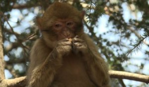 Macaque en danger: le Maroc veut sauver le singe magot