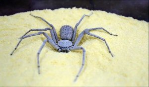 La technique de camouflage de cette araignée est incroyable