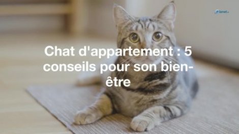 Élever un chat en appartement : nos conseils
