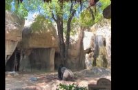 Deux gardiennes d’un zoo se retrouvent coincées dans l’enclos d’un gorille !