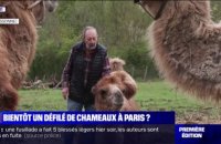 Des chameaux et dromadaires devraient défiler dans les rues de Paris ce samedi, une manifestation critiquée par une association de défense des animaux