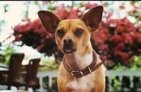 Le Chihuahua de Beverly Hills Bande-annonce (EN)