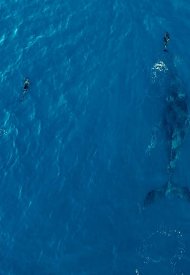 Affiche de Seaspirary : La Pêche en Question