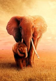 Affiche de The Elephant Queen