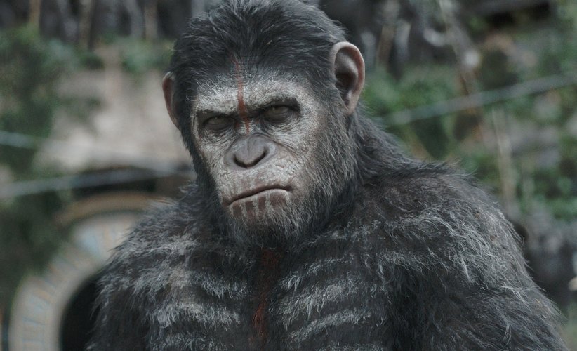 La Planère des singes : l'affrontement La Planère des singes : l'affrontement
