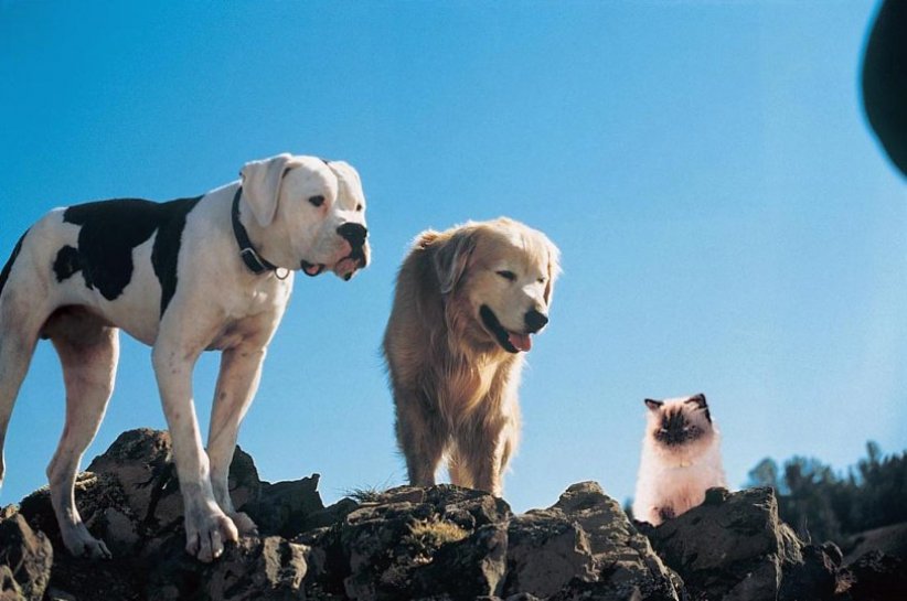 "L'Incroyable voyage" (1993) "L'Incroyable voyage" (1993)
