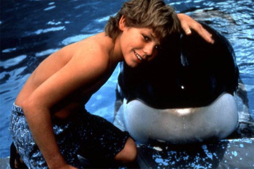 Willy, le plus attachant des orques Willy, le plus attachant des orques