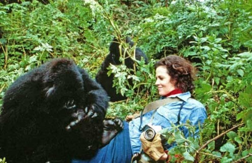 Dian Fossey et les gorilles dans "Gorilles dans la brume" (1989) Dian Fossey et les gorilles dans "Gorilles dans la brume" (1989)