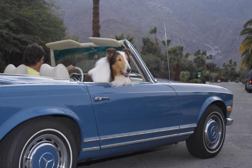 Lassie (2006) Lassie (2006)