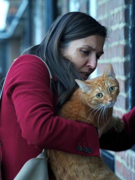 Un chat dans le mur