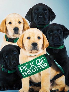 Pick of the Litter