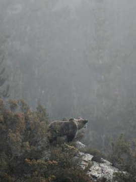 Ours simplement sauvage
