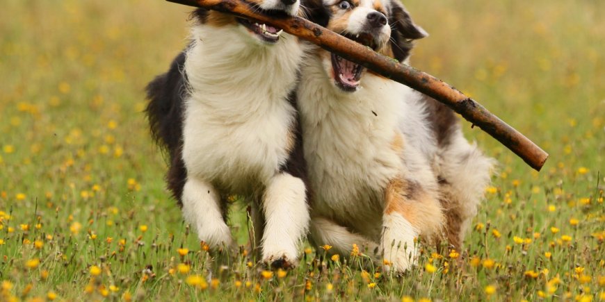 Les chiens du cinéma ont maintenant leur festival.