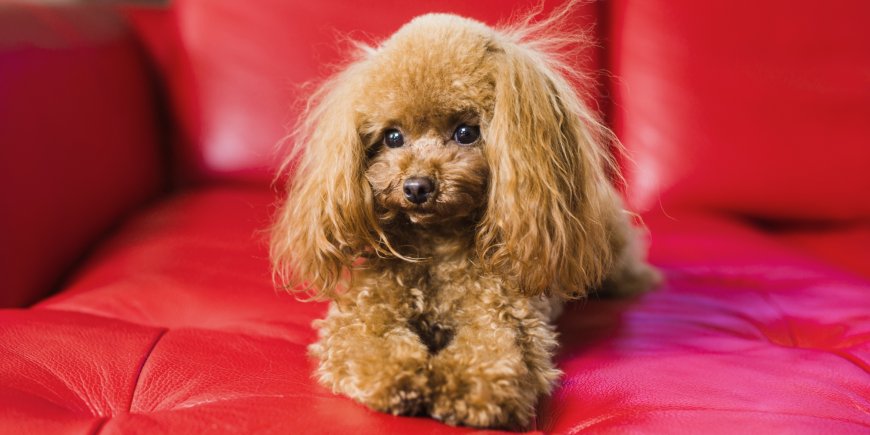 Un cinéma londonien organise des séances de cinéma pour les chiens.