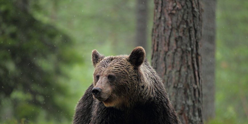 Un ours dans la nature.