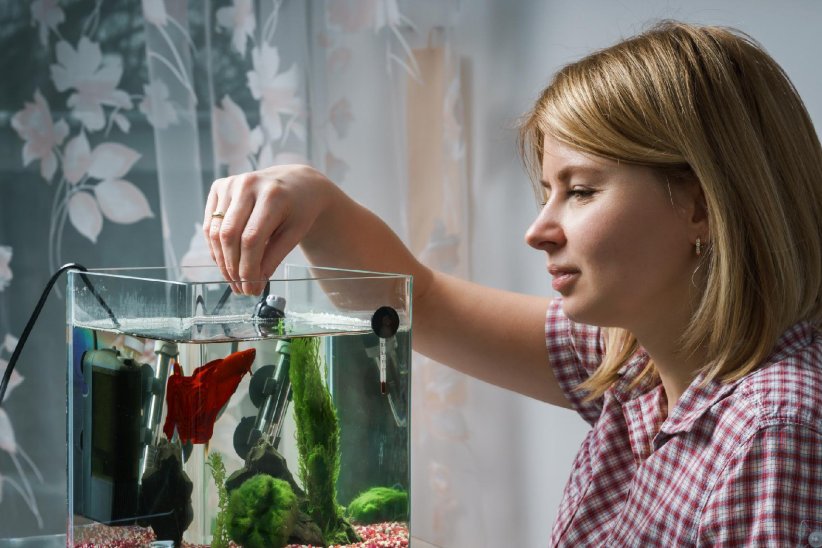 Faire attention à l'alimentation des poissons Faire attention à l'alimentation des poissons