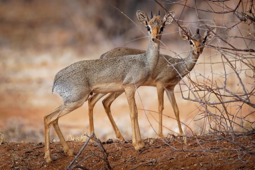 Les dik-diks Les dik-diks