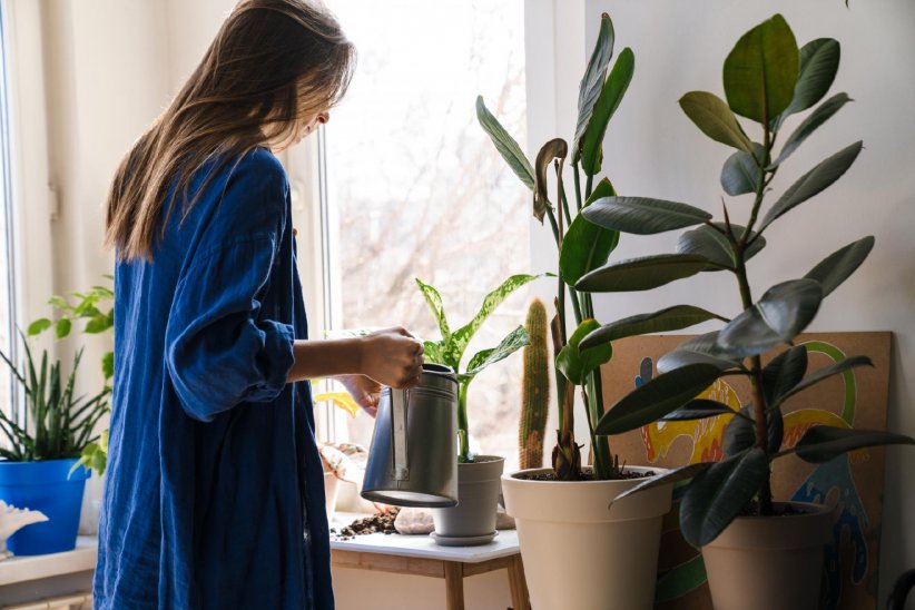 Mettre les plantes à profit Mettre les plantes à profit
