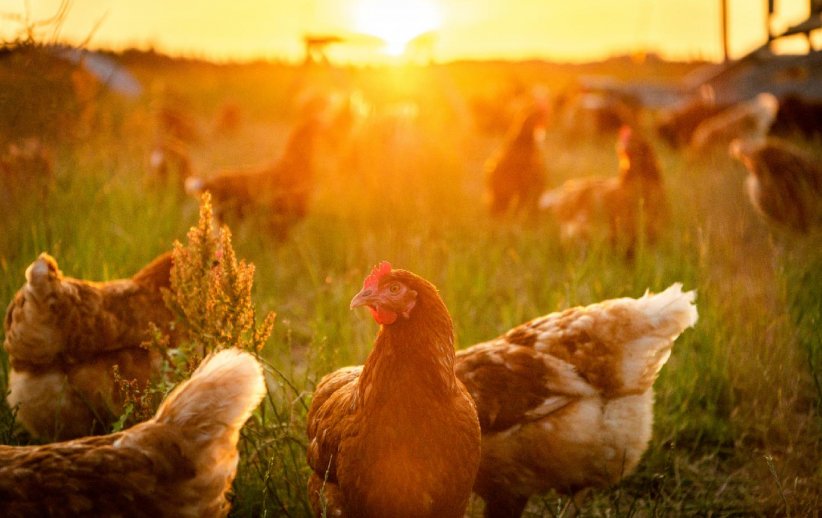 L'impact sur l'environnement L'impact sur l'environnement