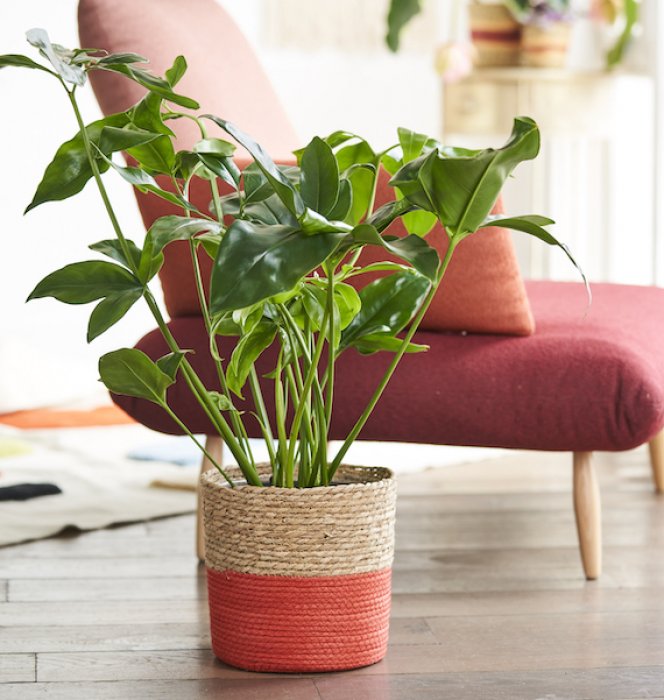 Un cache pot en fibres naturelles pour les plantes Un cache pot en fibres naturelles pour les plantes