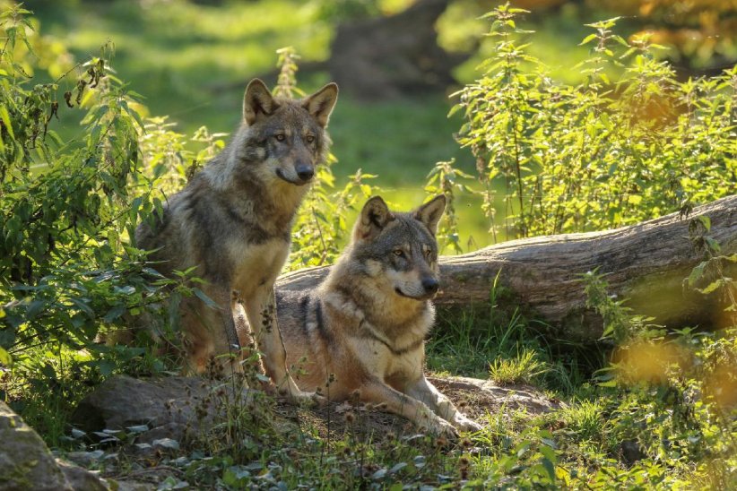 Les loups gris Les loups gris