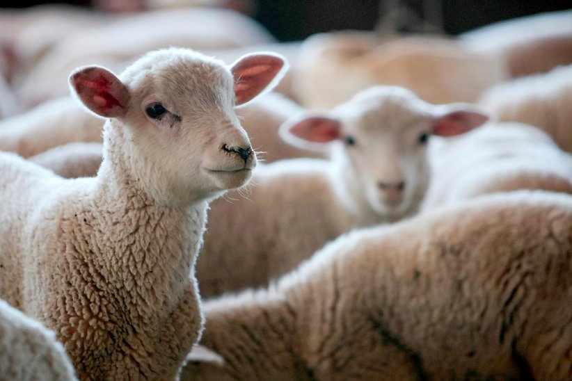 L'exploitation des animaux L'exploitation des animaux