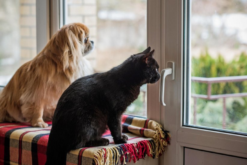 Les garder le plus possible en intérieur Les garder le plus possible en intérieur