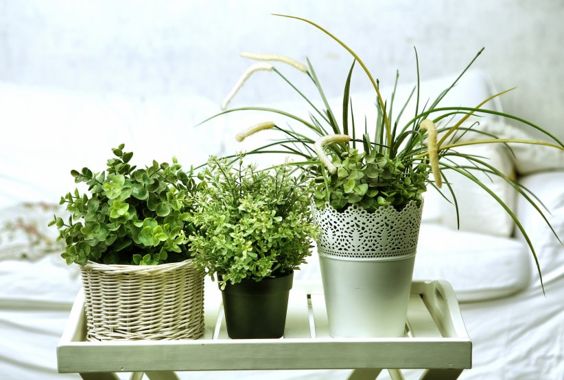 Des plantes oui, mais dépolluantes Des plantes oui, mais dépolluantes