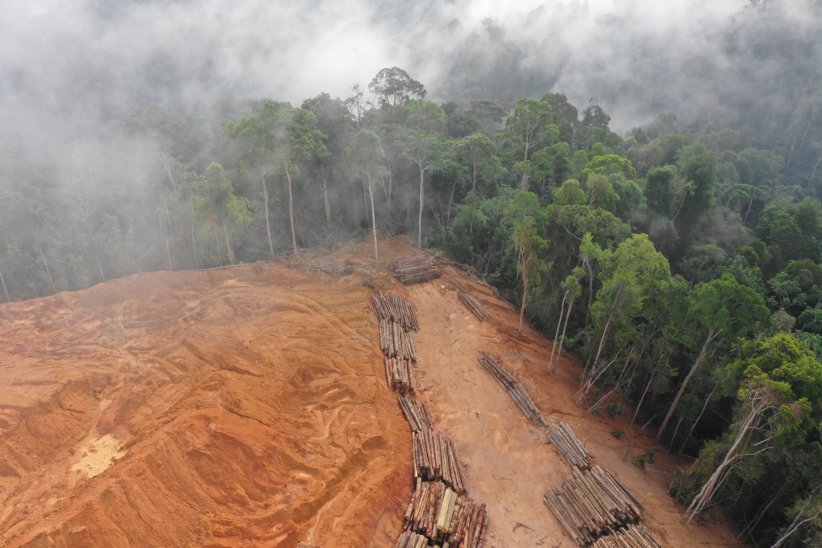 100 millions d'hectares de forêts rasés 100 millions d'hectares de forêts rasés