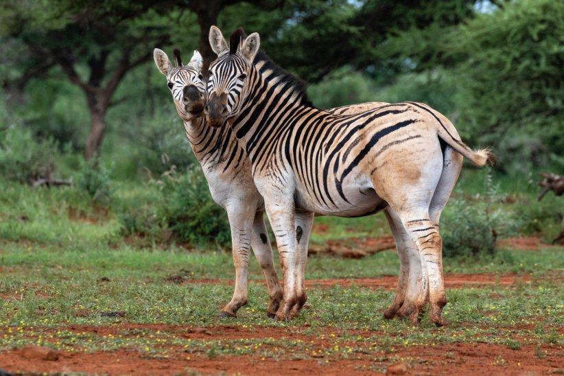 Le zèbre Quagga Le zèbre Quagga