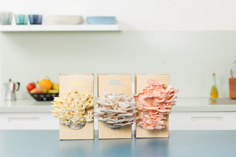 Un kit pour cultiver ses champignons Un kit pour cultiver ses champignons