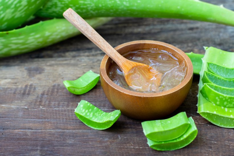 Le gel d'aloe vera Le gel d'aloe vera