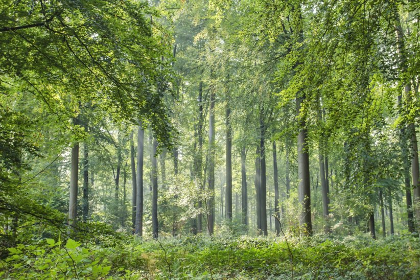 Elles emmagasinent beaucoup de CO2 Elles emmagasinent beaucoup de CO2