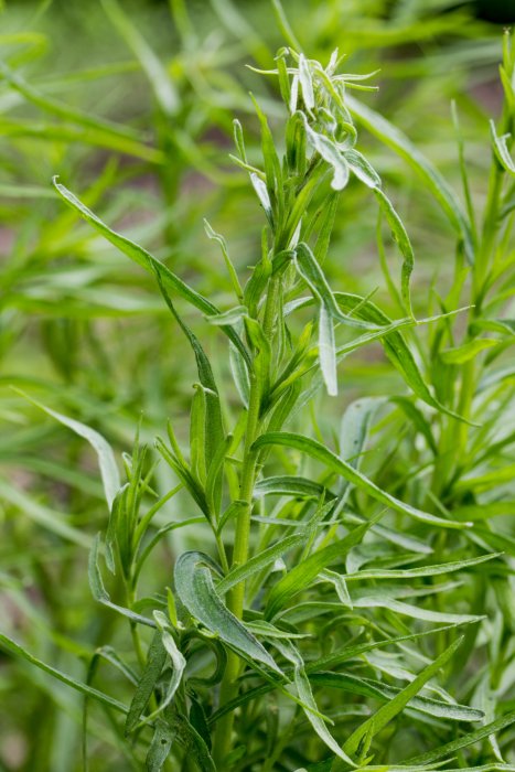 De l'huile essentielle d'estragon pour prévenir le rhume des foins De l'huile essentielle d'estragon pour prévenir le rhume des foins