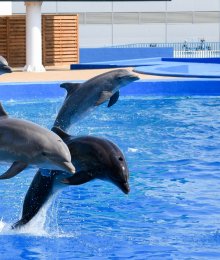 Fermeture des delphinariums : quel avenir pour les cétacés ?