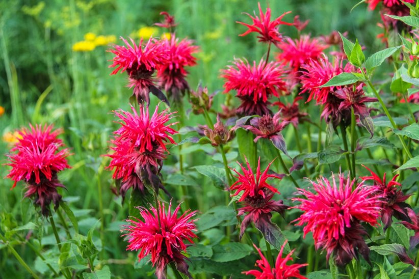 La monarde La monarde