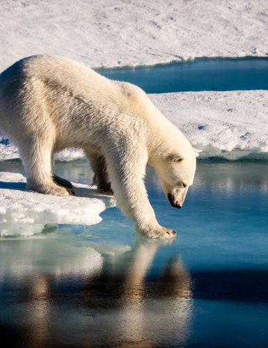 10 espèces animales particulièrement menacées par le réchauffement climatique