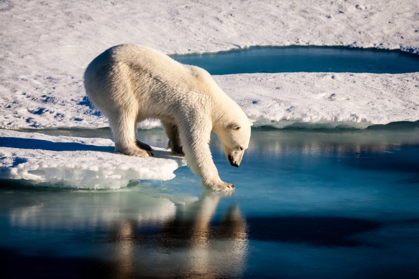 L'ours polaire L'ours polaire