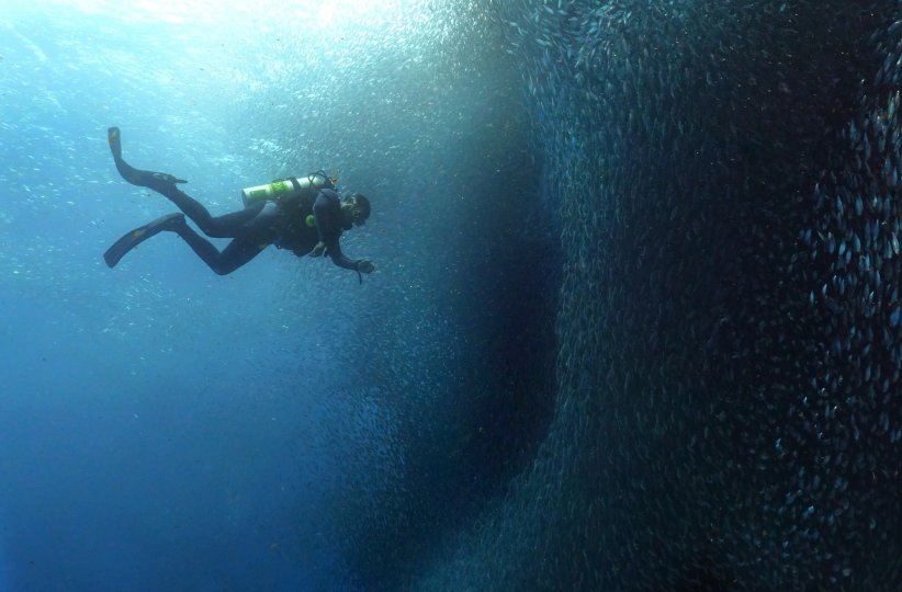 L'Afrique du Sud pour voir le Sardine Run de ses propres yeux L'Afrique du Sud pour voir le Sardine Run de ses propres yeux