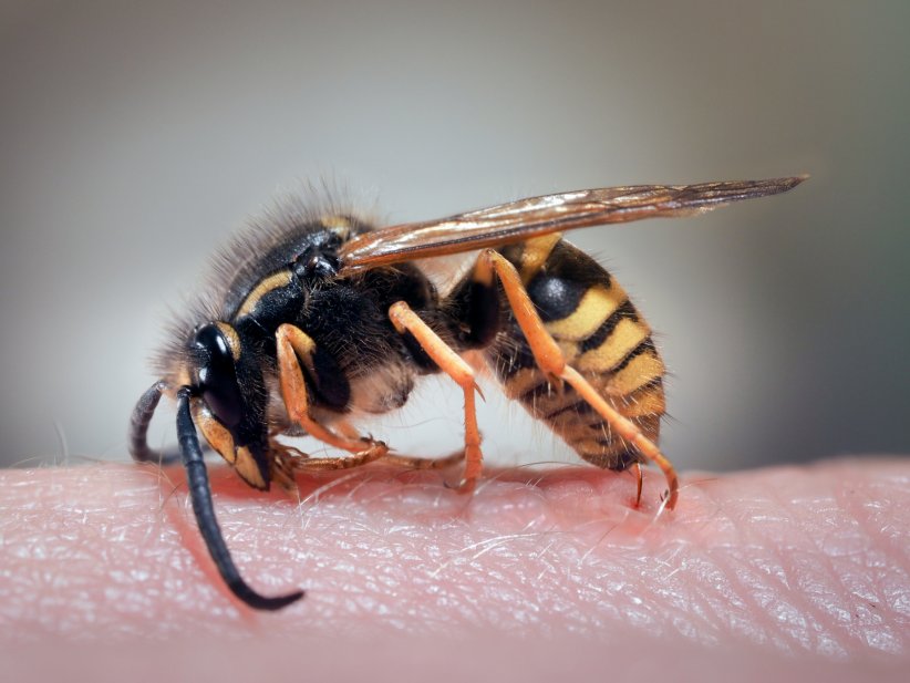 L'allergie aux piqûres d'insectes L'allergie aux piqûres d'insectes