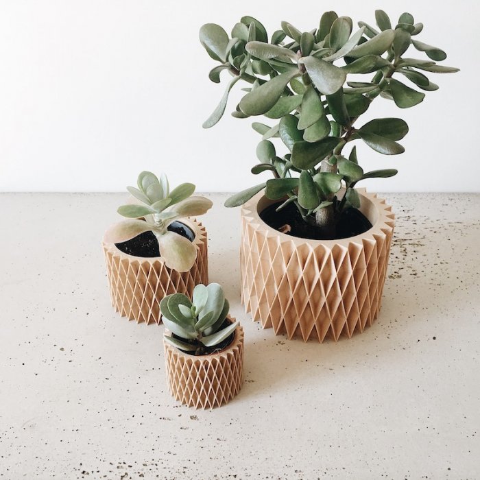 Des plantes porte-bonheur Des plantes porte-bonheur