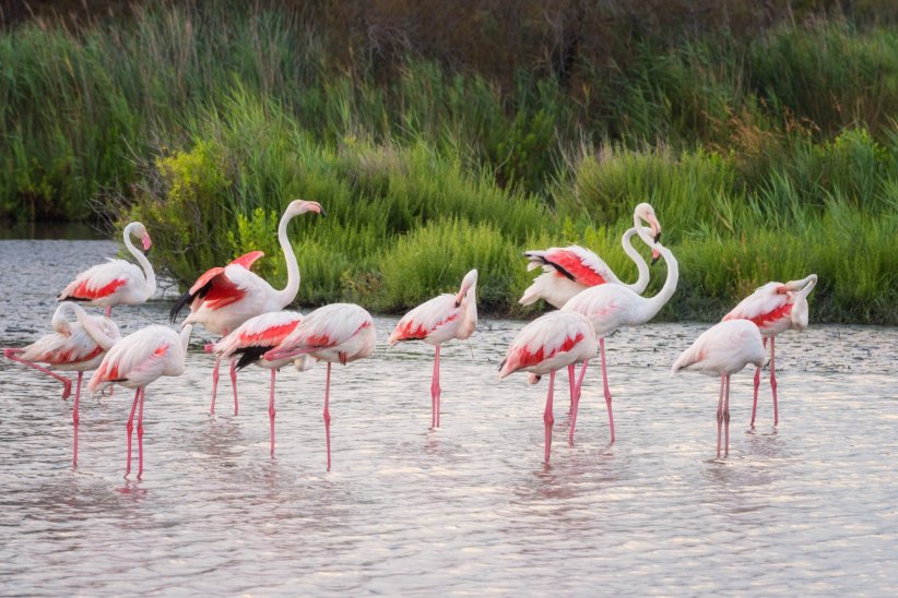 La Camargue et ses oiseaux colorés La Camargue et ses oiseaux colorés