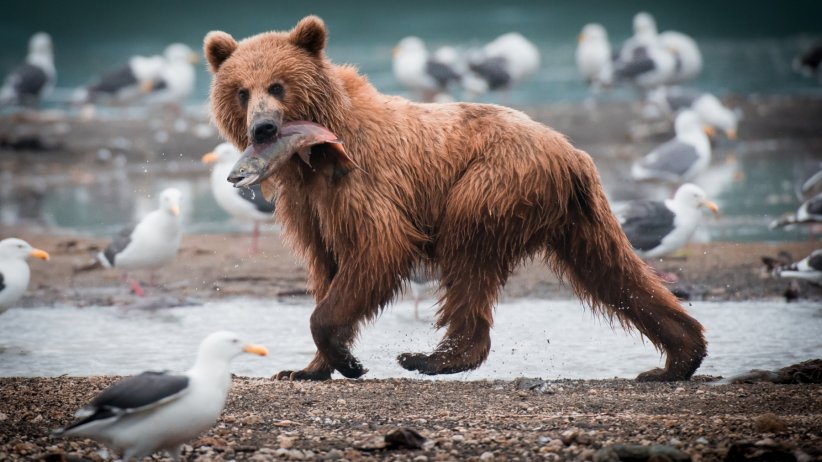 Ce sont de vrais ventres sur pattes Ce sont de vrais ventres sur pattes