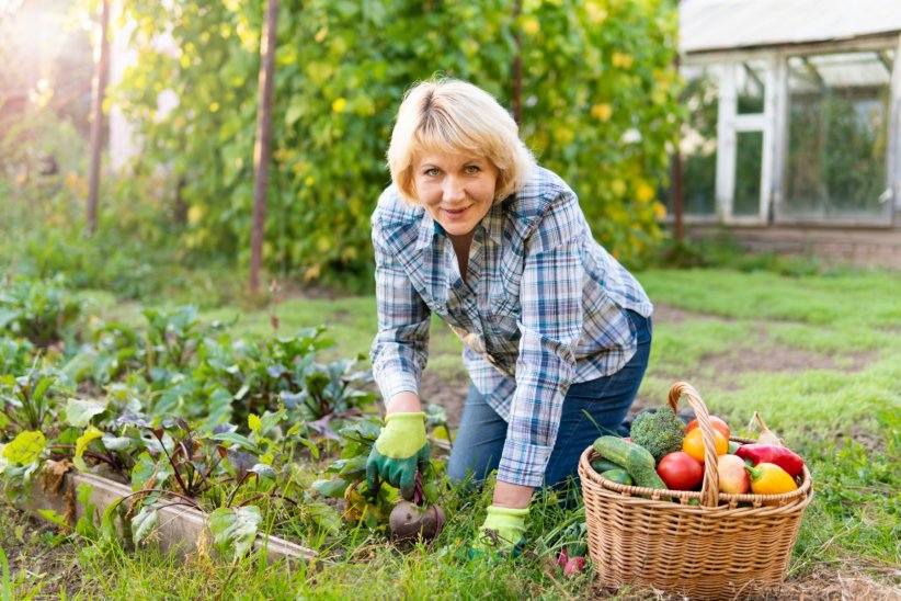 Bien s'occuper de son potager Bien s'occuper de son potager