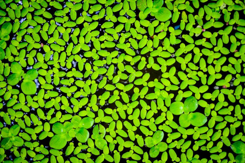 Les lentilles d'eau Les lentilles d'eau