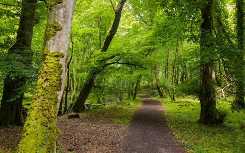 La forêt du parc national de Killearny en Irlande La forêt du parc national de Killearny en Irlande