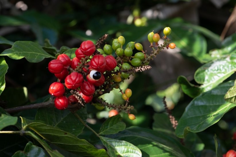 Le guarana : un petit coup de pep's pour l'organisme Le guarana : un petit coup de pep's pour l'organisme